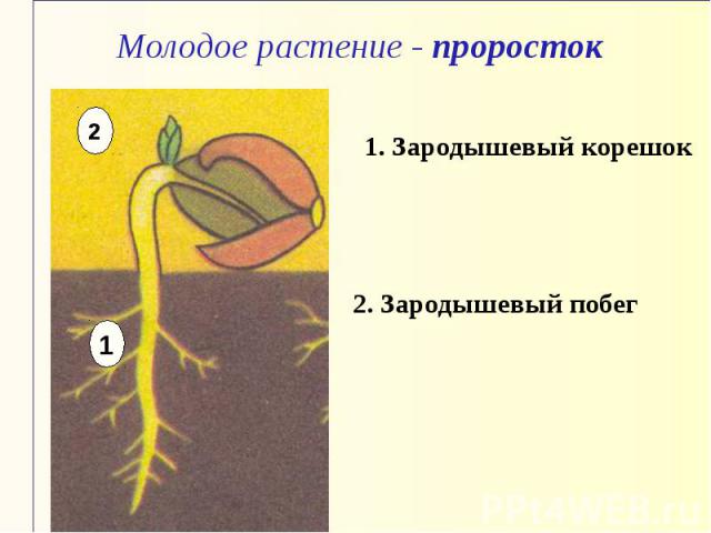 Молодое растение - проросток 1. Зародышевый корешок 2. Зародышевый побег