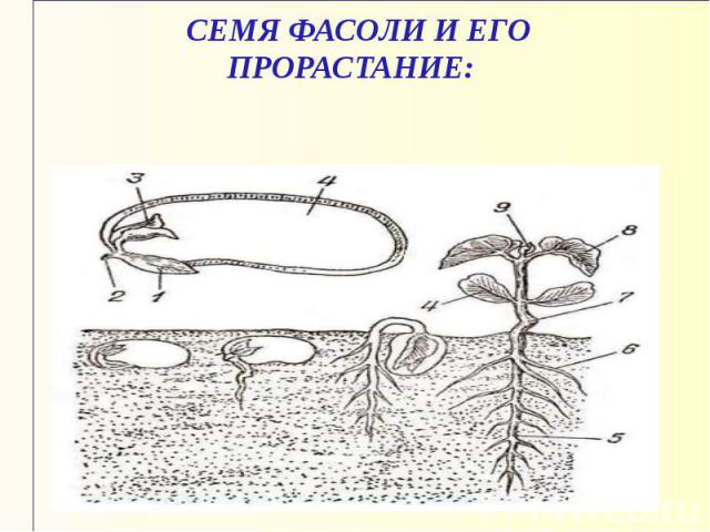 Изображение семени фасоли в разрезе с подписями