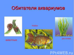 Обитатели аквариумовживотные РЫБЫ растения