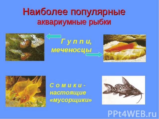Наиболее популярные аквариумные рыбки Г у п п и, меченосцы С о м и к и - настоящие «мусорщики»