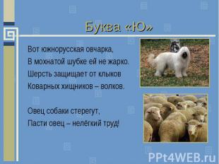 Буква «Ю»Вот южнорусская овчарка, В мохнатой шубке ей не жарко. Шерсть защищает