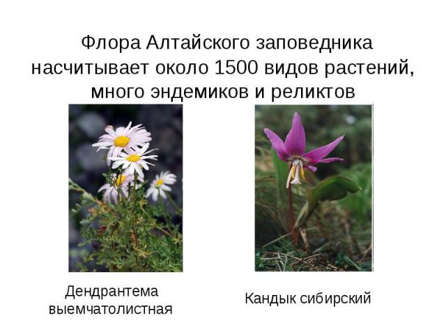 Флора Алтайского заповедника насчитывает около 1500 видов растений, много эндемиков и реликтов Дендрантема выемчатолистная Кандык сибирский