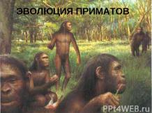 Эволюция приматов 11 класс