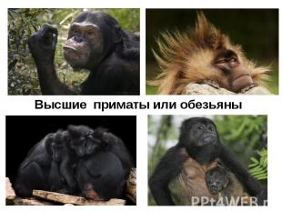 Высшие приматы или обезьяны