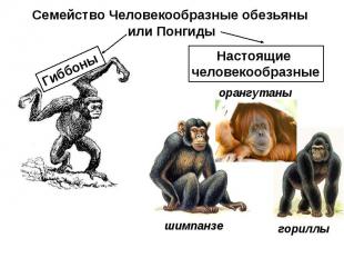 Семейство Человекообразные обезьяны или Понгиды Настоящие человекообразные