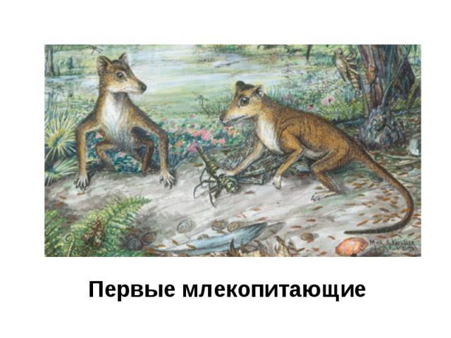Первые млекопитающие