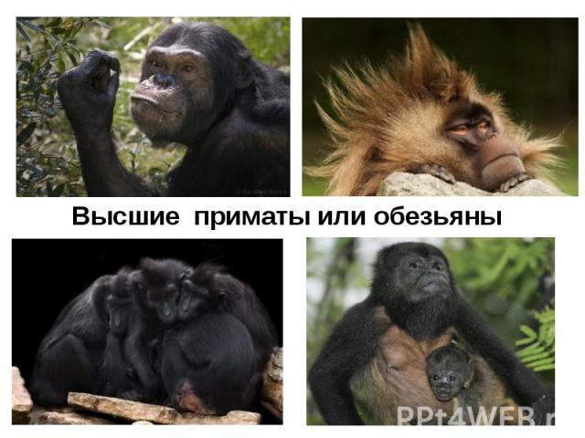 Высшие приматы или обезьяны