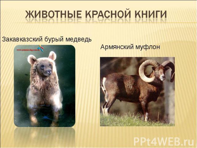 Животные Красной книгиЗакавказский бурый медведь Армянский муфлон