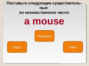 Поставьте следующие существитель ные во множественное число a mouse