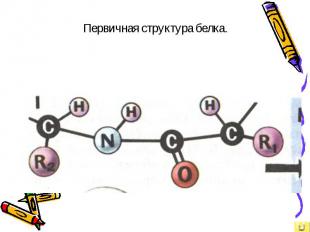Первичная структура белка.