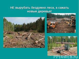 НЕ вырубать бездумно леса, а сажать новые деревья!