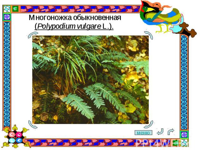 Многоножка обыкновенная (Polypodium vulgare L.).