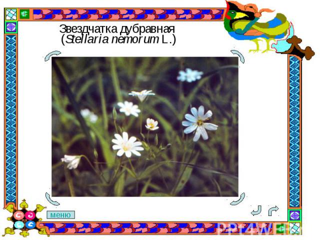 Звездчатка дубравная (Stellaria nemorum L.)