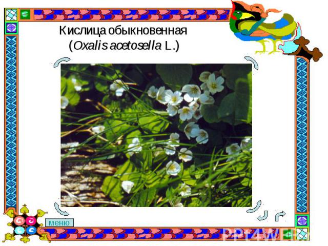 Кислица обыкновенная (Oxalis acetosella L.)