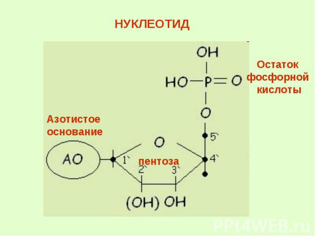 НУКЛЕОТИД Остаток фосфорной кислоты Азотистое основание