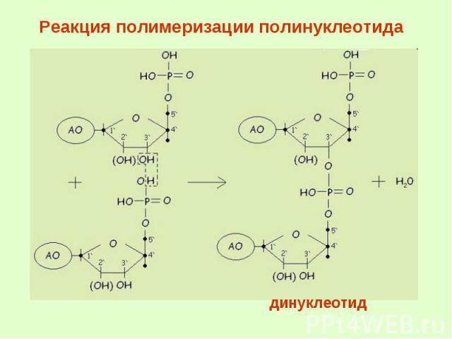Реакция полимеризации полинуклеотида динуклеотид