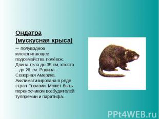 Ондатра (мускусная крыса) – полуводное млекопитающее подсемейства полёвок. Длина
