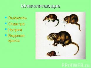 Млекопитающие Выхухоль Ондатра Нутрия Водяная крыса