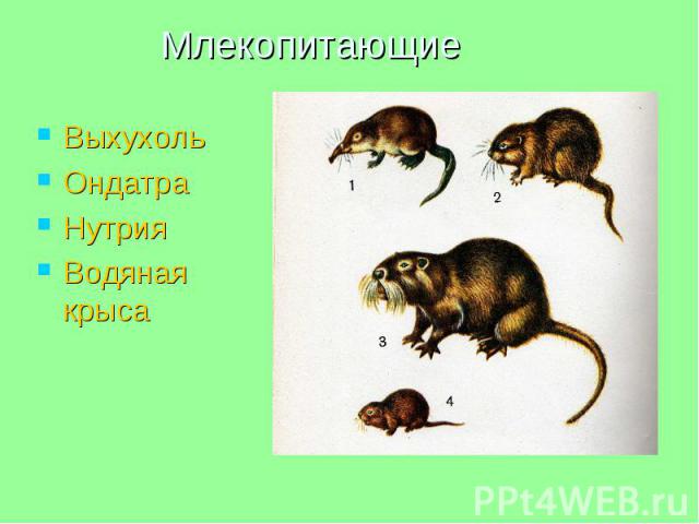 Млекопитающие Выхухоль Ондатра Нутрия Водяная крыса
