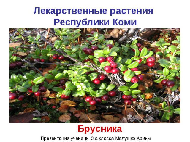 Лекарственные растения Республики Коми Брусника