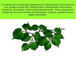 В зелёном листе происходят удивительные превращения. Из углекислого газа, воздух