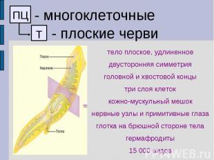 - многоклеточные - плоские черви тело плоское, удлиненное двусторонняя симметрия