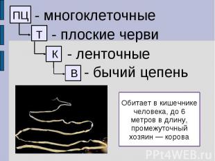 - многоклеточные - плоские черви - ленточные - бычий цепень Обитает в кишечнике