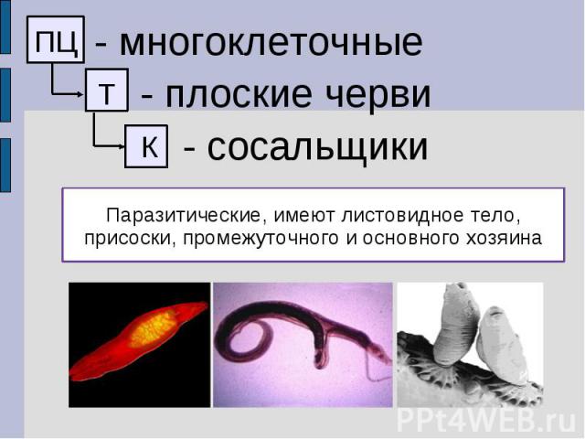 - многоклеточные - плоские черви - сосальщики Паразитические, имеют листовидное тело, присоски, промежуточного и основного хозяина