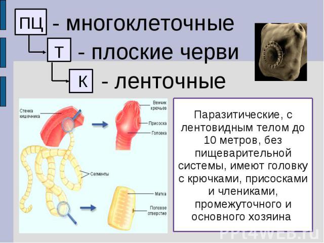 - многоклеточные - плоские черви - ленточные Паразитические, с лентовидным телом до 10 метров, без пищеварительной системы, имеют головку с крючками, присосками и члениками, промежуточного и основного хозяина