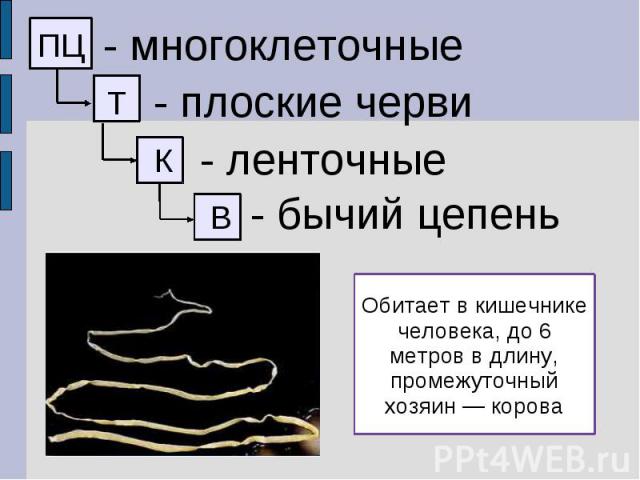 - многоклеточные - плоские черви - ленточные - бычий цепень Обитает в кишечнике человека, до 6 метров в длину, промежуточный хозяин — корова