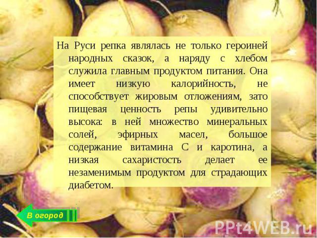 На Руси репка являлась не только героиней народных сказок, а наряду с хлебом служила главным продуктом питания. Она имеет низкую калорийность, не способствует жировым отложениям, зато пищевая ценность репы удивительно высока: в ней множество минерал…