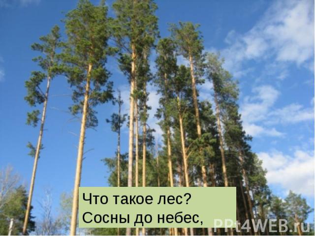 Что такое лес? Сосны до небес,