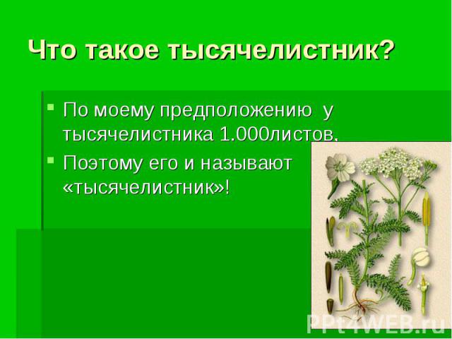 Что такое тысячелистник? По моему предположению у тысячелистника 1.000листов, Поэтому его и называют «тысячелистник»!