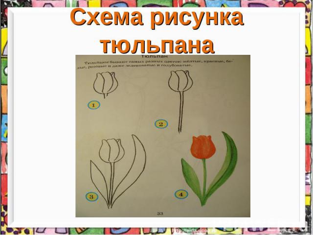 Схема рисунка тюльпана
