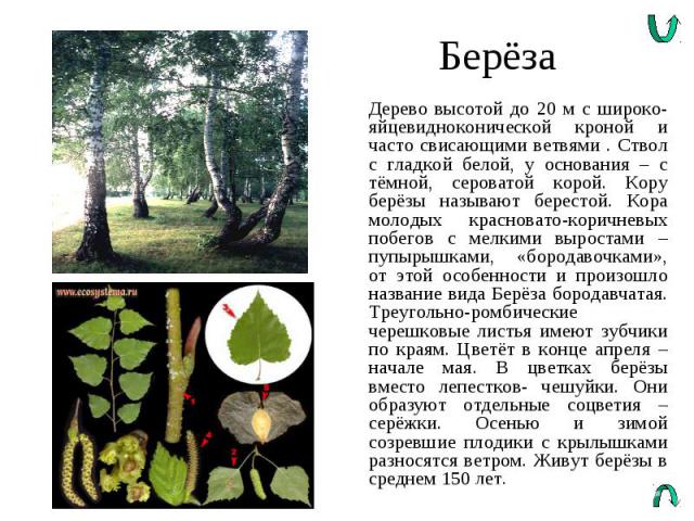 Берёза Дерево высотой до 20 м с широко-яйцевидноконической кроной и часто свисающими ветвями . Ствол с гладкой белой, у основания – с тёмной, сероватой корой. Кору берёзы называют берестой. Кора молодых красновато-коричневых побегов с мелкими вырост…