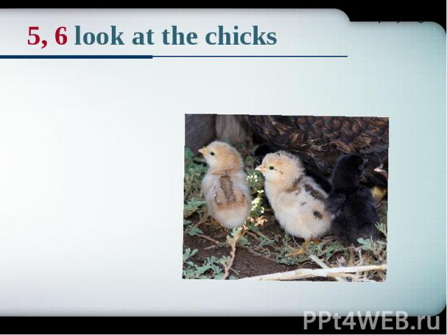 5, 6 look at the chicks