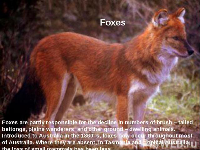 Foxes Foхes are partly responsible for the decline in numbers of brush – tailed bettongs, plains wanderers and other ground – dwelling animals. Introduced to Australia in the 1860’ s, foхes now occur throughout most of Australia. Where they are abse…