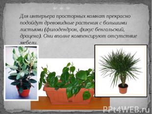 Для интерьера просторных комнат прекрасно подойдут древовидные растения с больши