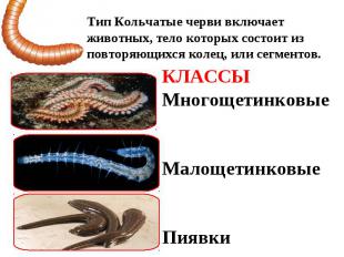 Тип Кольчатые черви включает животных, тело которых состоит из повторяющихся кол