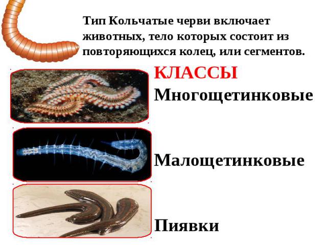 Тип Кольчатые черви включает животных, тело которых состоит из повторяющихся колец, или сегментов. КЛАССЫ Многощетинковые Малощетинковые Пиявки