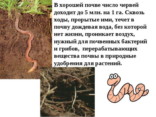 В хорошей почве число червей доходит до 5 млн. на 1 га. Сквозь ходы, прорытые ими, течет в почву дождевая вода, без которой нет жизни, проникает воздух, нужный для почвенных бактерий и грибов, перерабатывающих вещества почвы в природные удобрения дл…