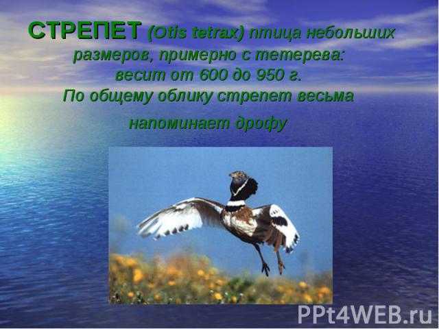 СТРЕПЕТ (Otis tetrax) птица небольших размеров, примерно с тетерева: весит от 600 до 950 г. По общему облику стрепет весьма напоминает дрофу