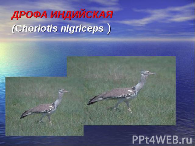 ДРОФА ИНДИЙСКАЯ (Choriotis nigriceps )