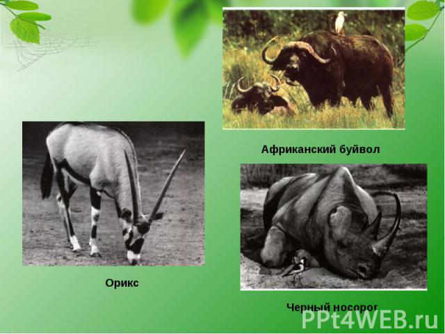 Африканский буйвол Орикс Черный носорог