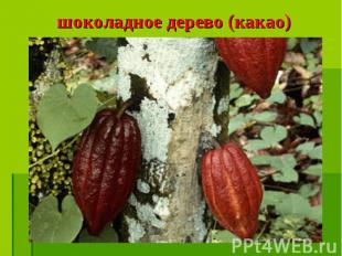шоколадное дерево (какао)