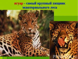 ягуар - самый крупный хищник экваториального леса