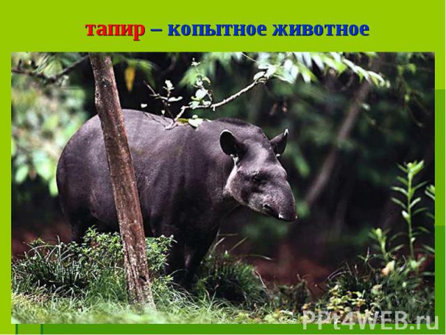 тапир – копытное животное