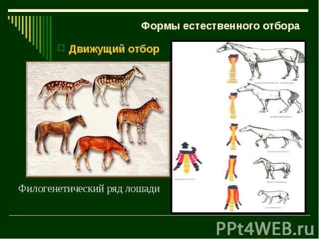 Формы естественного отбора Движущий отбор Филогенетический ряд лошади