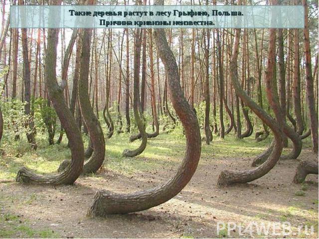 Такие деревья растут в лесу Грыфино, Польша. Причина кривизны неизвестна.