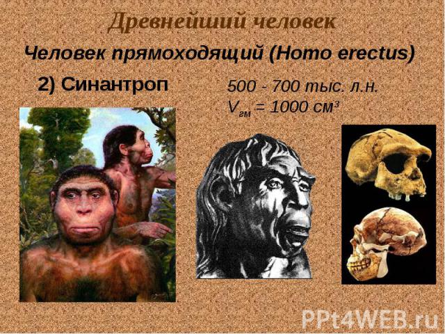 Древнейший человек Человек прямоходящий (Homo erectus) 2) Синантроп 500 - 700 тыс. л.н. Vгм = 1000 см3